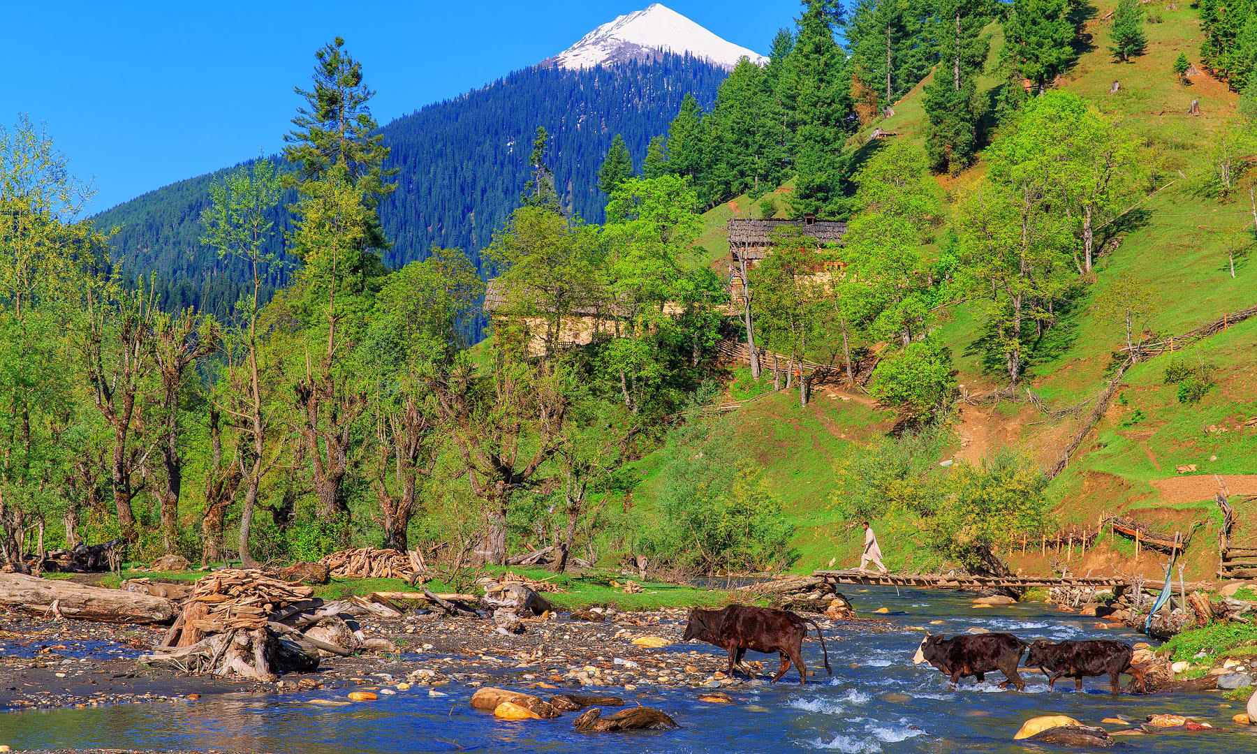 Wide photograph of the Neelum River showing the turquoise-emerald water between pine-forested mountains on both sides.