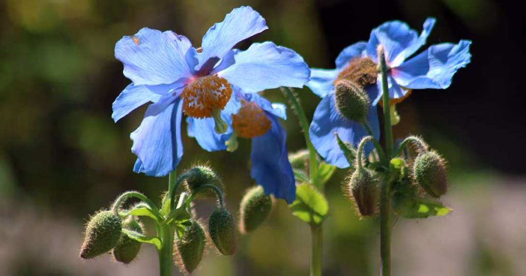Close-up macro photograph of Himalayan blue poppy (Meconopsis) on Deosai plateau.